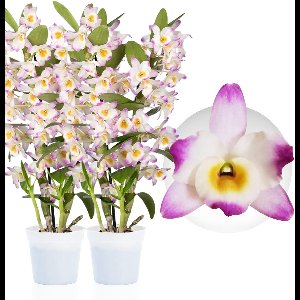Orchidee plant - Pink Passion - Bambus Dendrobium Nobile - Kamerplant voor binnen - 2 stuks - Roze - Binnenplant