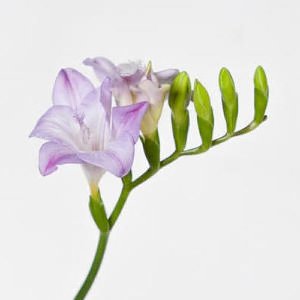 20x Freesia ton's ten violet 50cm