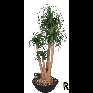 Beaucarnea Recurvata vertakt 180 cm – Kamerplant – Vers Van De Kweker – Olifantspoot – Potmaat Ø60 cm