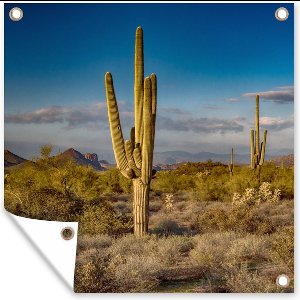 Tuindoek Cactus bij zonsondergang in Arizona - 100x100 cm