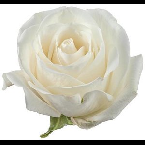 25x Rosa tibet! 50cm