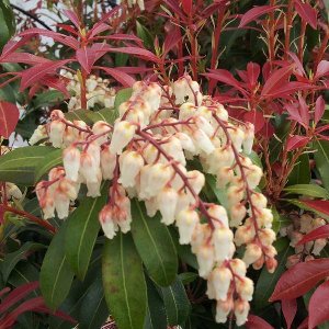 Pieris Japonica 'Mountain Fire' - Rotsheide;Lavendelheide 20-30 cm pot