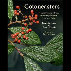 Cotoneasters
