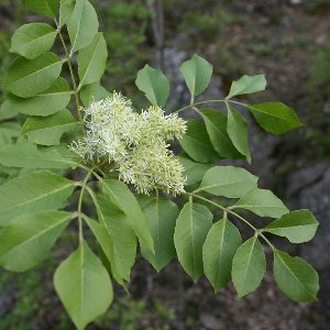 FRAXINUS ORNUS - Pluimes - stamomtrek 8-10 cm blote wortel
