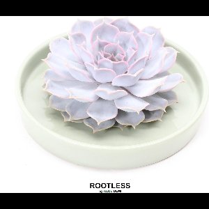 ROOTLESS Echeveria wit – vetplant - saliegroen pot 20 cm - ZERO water