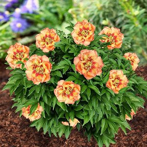 Pioenroos Itoh Wortel - Orange Passion - Tuinplant Winterhard - 1 stuk - Oranje - Buitenplanten