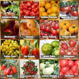 Tomatenzaadset met 16 verschillende soorten - 160 zaden totaal - 100% natuurlijke zaden met hoge kiemkracht - Geschikt voor tuin, balkon, terras en kas