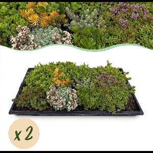 Green boutiQ - Bodembedekker - Winterhard - Sedum mat - Bestaat uit 10 soorten - X2 - Weinig Onderhoud - Lengte 50cm Breedte 30cm