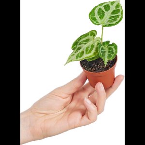 PLNTS - Baby Anthurium Silver Blush - Kamerplant - Stekplantje 2 cm - Hoogte 10 cm