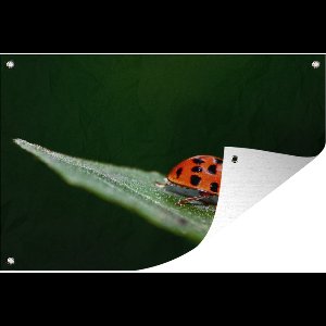 Tuinposter - Tuindoek - Tuinposters buiten - Macrofoto van een liebeheersbeestje - 120x80 cm - Tuin