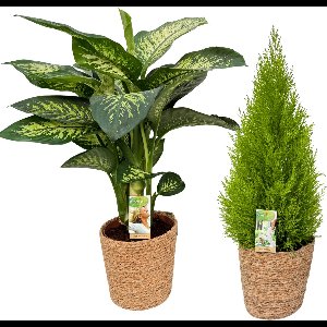 Dieffenbachia Tropic Snow & Cupressus with Natural Basket, pot maat Ø21, 85-95cm hoogte, siermand, air purifying, kamerplanten, Inclusief mand, easy to care for, echte planten, geweldig cadeau-idee, great gift idea
