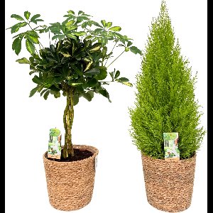 Schefflera Gold Capella & Cupressus with Natural Basket, pot maat Ø21, 85-95cm hoogte, siermand, air purifying, kamerplanten, Inclusief mand, easy to care for, echte planten, geweldig cadeau-idee, great gift idea