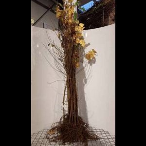 10 x Betula papyrifera - Papierberk 60-100 cm | Blote wortel