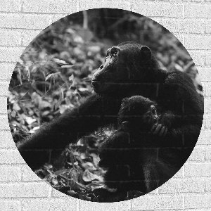 WallClassics - Muursticker Cirkel - Chimpansee Moeder met haar Jong (zwart- wit) - 90x90 cm Foto op Muursticker