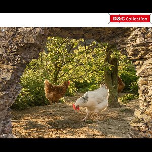 D&C Collection - tuindoek - 90x65 cm - doorkijk - Gat in rots Kippen - schuttingposter - muurposter - tuindoek - balkonposter