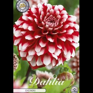Dutch Finest Quality bloembollen - Dahlia Deco. Checkers x 1 I .s1 bloembol / knol / stronk - kleur rood wit - hoogte 80 cm