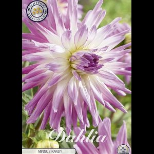 Dutch Finest Quality bloembollen - Dahlia Cactus Mingus Randy x 1 I .s - 1 bloembol / knol / stronk - kleur rood - hoogte 80 cm