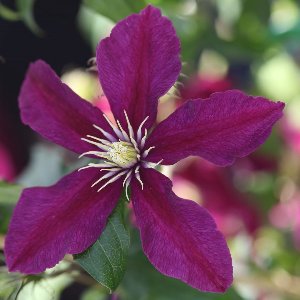 Bosrank - Clematis ‘Niobe' 50-60 cm