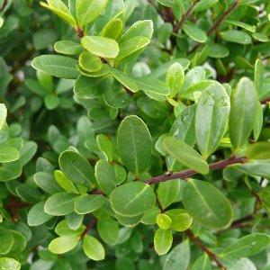 Hulst - Ilex crenata 'Dark Green' ® - 30-40 cm struik