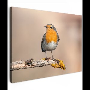 Tuinschilderij voor buiten 70x50 cm - Tuindecoratie Roodborstje - Vogel - Tak - Dieren - Tuinposter op canvas - Tuin muurdecoratie - Buitenschilderij decoratie - Schutting wanddecoratie - Buitencanvas