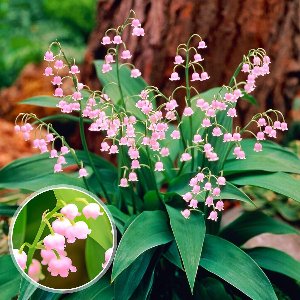 Lelietjes van Dalen Bloembollen Winterhard - Meiklokjes - Convallaria Majalis - 10 stuks - Roze - Bloem bollen - Leliebollen - Meerjarig
