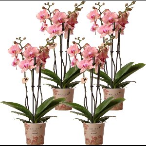 Kolibri Orchids | COMBI DEAL van 4 Phalaenopsis orchideeën - Pirate Picotee - potmaat Ø12cm | bloeiende kamerplant - vers van de kweker