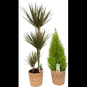 Dracena Bicolor & Cupressus with Natural Basket, pot maat Ø21, 85-110cm hoogte, siermand, air purifying, kamerplanten, Inclusief mand, easy to care for, echte planten, geweldig cadeau-idee, great gift idea