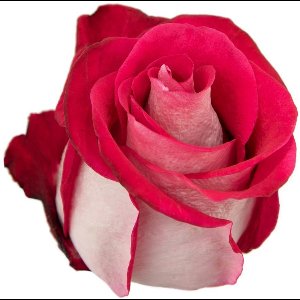 25x Rosa bluez+ 60cm