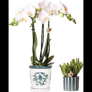Kolibri Orchids | Set van witte orchidee Amabilis in Malaga pot en succulent in Painted Stripe pot groen - potmaat Ø9cm & Ø6cm | bloeiende kamerplant - vers van de kweker