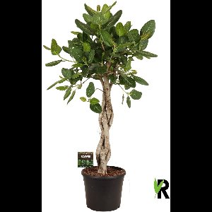 Ficus benghalensis Audrey melted braid 140 cm – Kamerplant – Vers Van De Kweker – Potmaat Ø35 cm
