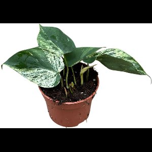 Philodendron Hederaceum Oxycardium Variegata Kamerplant Potmaat Ø10,5 cm |Vers Van De Kweker