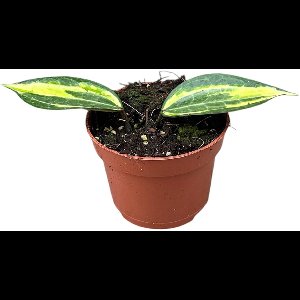 Hoya Latifolia Pot Of Gold Kamerplant Potmaat Ø10,5 cm |Vers Van De Kweker