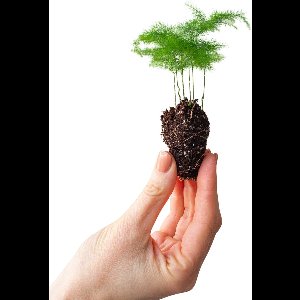 PLNTS - Baby Asparagus Fern - Kamerplant - Stekplantje 2 cm - Hoogte 15 cm