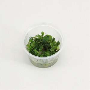 Moerings Bucephalandra Sp Green | In 100CC vitro cup Waterplant