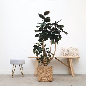 Polyscias Fabian - 100 cm