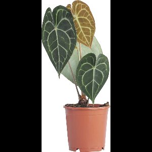 PLNTS - Anthurium Clarinervium - Kamerplant Aderplant - Kweekpot 12 cm - Hoogte 40 cm