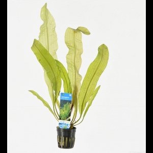 Moerings Aponogeton Boivinianus | Bolplant | in 5 cm pot