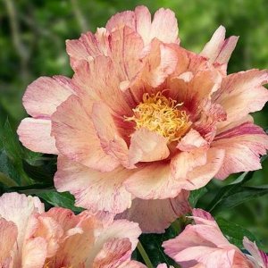 Pioenroos Wortel - Striped Passion - Tuinplant Winterhard - 1 stuk - Roze & Wit - Buitenplanten