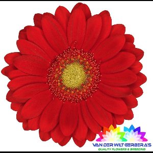 20x Germini lipstick 70cm