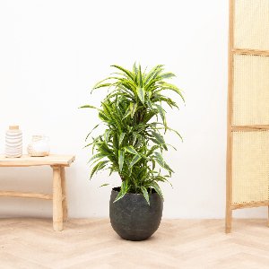 Dracaena Deremensis Lemon Lime vertakt - 120cm