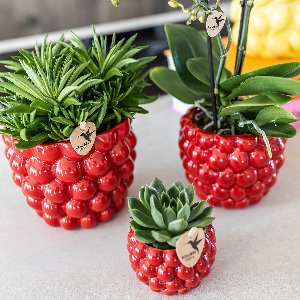 Kolibri Home | Berry pot - Ø9cm