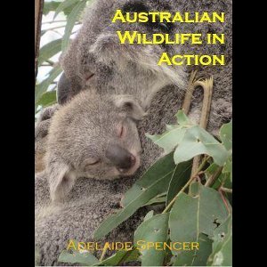 Australian Wildlife in Action