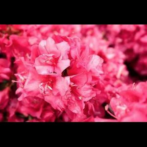 Azalea japonica - Rood/Rouge - Azalea 50- 60 cm in C10 pot
