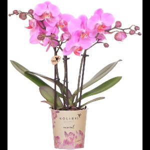 Kolibri Orchids | Paars roze phalaenopsis orchidee | Frederikstad | bloeiende kamerplant
