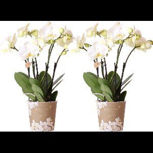 Kolibri Orchids I COMBI DEAL van 2 witte Phalaenopsis orchideeën - potmaat Ø12cm | bloeiende kamerplant - vers van de kweker