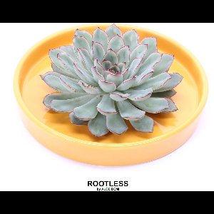 ROOTLESS Echeveria groen – vetplant - okergeel pot 20 cm - ZERO water