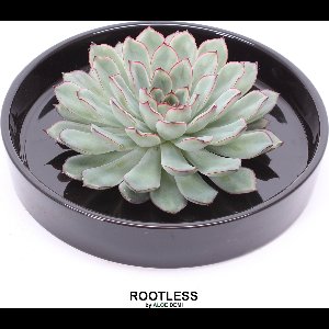 ROOTLESS Echeveria groen – vetplant - zwart pot 20 cm - ZERO water