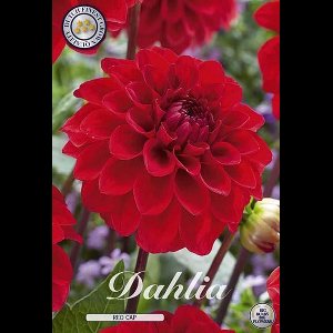 Dutch Finest Quality bloembollen - Dahlia Red Cap 1 I .s 1 bloembol / knol / stronk - kleur rood - hoogte 100 cm
