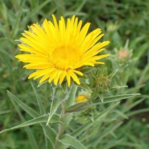 6x Inula ensifolia - Alant - Pot 9x9 cm