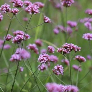 6x Verbena bonariensis 'Lollipop'® - Ijzerhard - Pot 9x9 cm